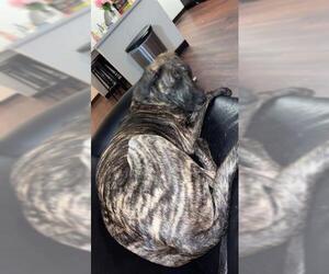 Great Dane Dogs for adoption in San Antonio, TX, USA
