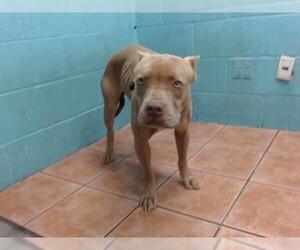 American Pit Bull Terrier Dogs for adoption in Downey, CA, USA