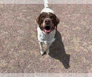 German Shorthaired Lab Dogs for adoption in Brighton, CO, USA