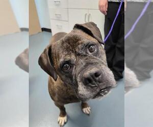 Boxer-Bullmastiff Mix Dogs for adoption in London, Ontario, Canada