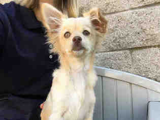 Chihuahua Dogs for adoption in Fremont, CA, USA