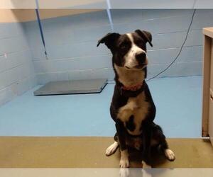 Border Collie-Unknown Mix Dogs for adoption in Moreno Valley, CA, USA