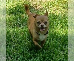 Chihuahua Dogs for adoption in Magnolia, TX, USA
