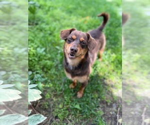 Dachshund-Unknown Mix Dogs for adoption in Anchorage, AK, USA