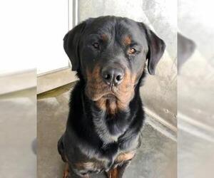 Rottweiler Dogs for adoption in Seattle, WA, USA