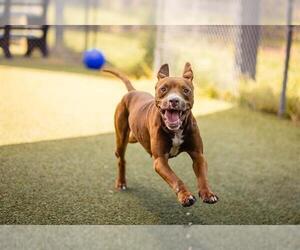 Medium Photo #1 American Pit Bull Terrier Puppy For Sale in Orlando, FL, USA