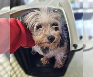 Shih Tzu-Unknown Mix Dogs for adoption in Rockwall, TX, USA