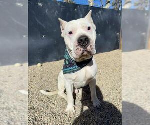 Argentinian Mastiff Dogs for adoption in Frisco, CO, USA