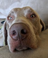 Weimaraner Dogs for adoption in Tonawanda, NY, USA