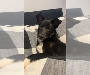 Border Collie-Unknown Mix Dogs for adoption in Lakewood, CO, USA