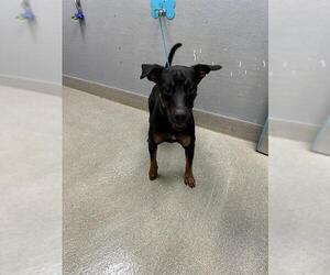 Medium Photo #1 Rottweiler-Unknown Mix Puppy For Sale in Las Vegas, NV, USA