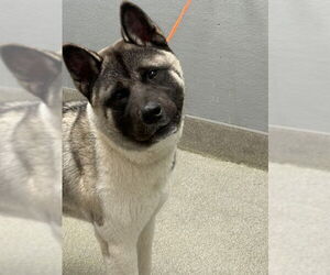 Akita-Unknown Mix Dogs for adoption in Las Vegas, NV, USA