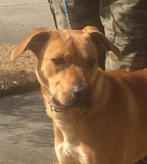 Small Black Mouth Cur-Red Heeler Mix