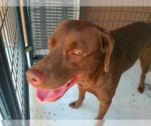 Labrador Retriever Dogs for adoption in Sanford, FL, USA
