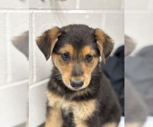 German Shepherd Dog Dogs for adoption in San Bernardino, CA, USA