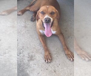 Pointer Dogs for adoption in York, SC, USA