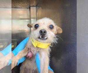 Mutt Dogs for adoption in San Antonio, TX, USA