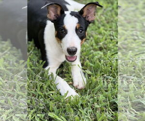 Australian Kelpie-Unknown Mix Dogs for adoption in Rockaway, NJ, USA