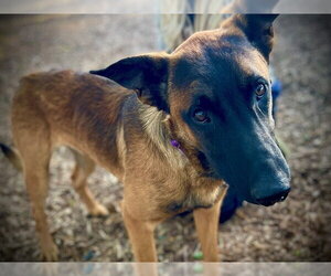 Mutt Dogs for adoption in San Andreas, CA, USA