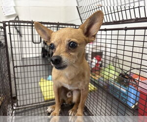 Chihuahua Dogs for adoption in San Bernardino, CA, USA