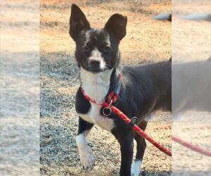 Chihuahua-Unknown Mix Dogs for adoption in Woodland, CA, USA