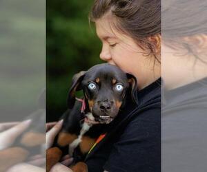 Labrador Retriever-Unknown Mix Dogs for adoption in Belleville, IL, USA