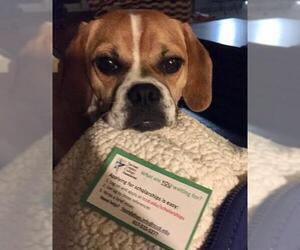 Puggle Dogs for adoption in North Richland Hills, TX, USA