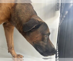 German Shepherd Dog-Unknown Mix Dogs for adoption in Houston, TX, USA