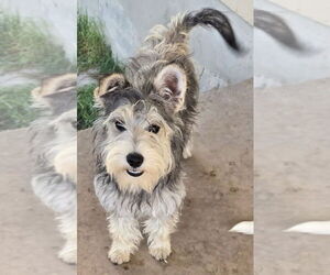 Mutt Dogs for adoption in San Antonio, TX, USA