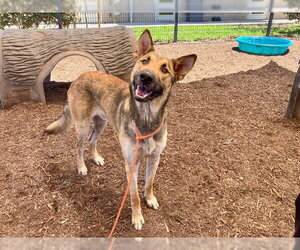 German Shepherd Dog-Unknown Mix Dogs for adoption in Orange, CA, USA