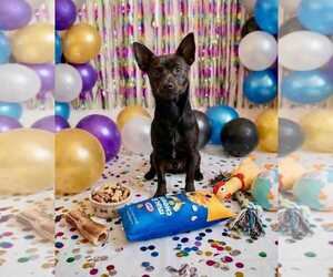 Chihuahua Dogs for adoption in Queen Creek, AZ, USA