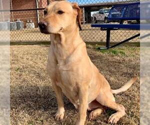 Labbe Dogs for adoption in Grovetown, GA, USA