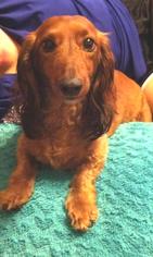 Dachshund Dogs for adoption in Altus, OK, USA