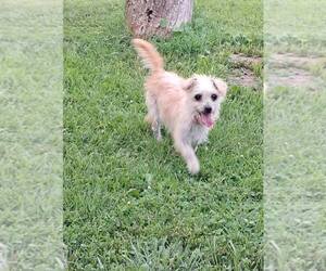 ShiChi Dogs for adoption in Mukwonago, WI, USA