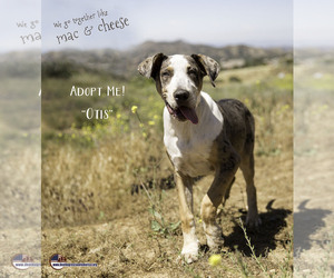 Blue Lacy-Catahoula Leopard Dog Mix Dogs for adoption in Acton, CA, USA