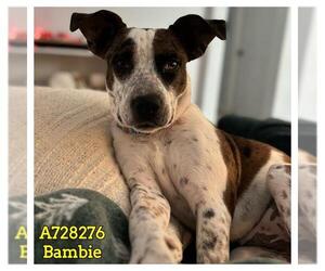 Mutt Dogs for adoption in San Antonio, TX, USA