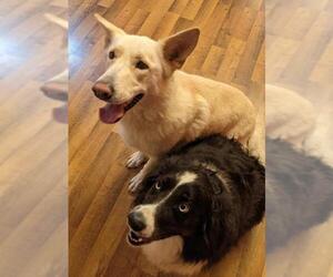 German Shepherd Dog Dogs for adoption in Lincoln, NE, USA