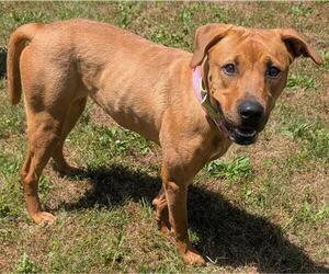 Redbone Coonhound Dogs for adoption in Akron, OH, USA