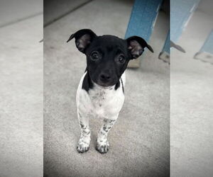 Dachshund-Unknown Mix Dogs for adoption in Oakley , CA, USA