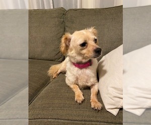 ShiChi Dogs for adoption in Newaygo, MI, USA