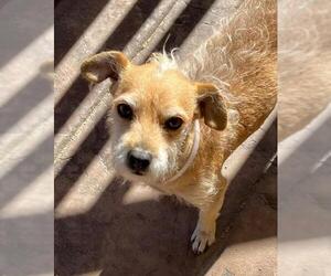Mutt Dogs for adoption in Lancaster, CA, USA