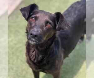 Chihuahua-Unknown Mix Dogs for adoption in San Diego, CA, USA
