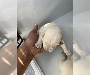 Mutt Dogs for adoption in Houston, TX, USA