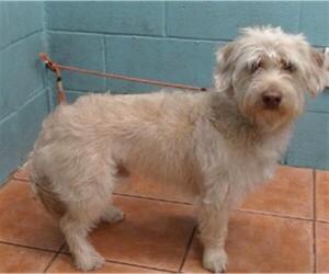 Mutt Dogs for adoption in Downey, CA, USA