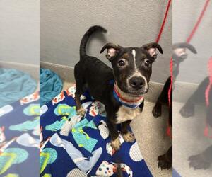 American Pit Bull Terrier-Unknown Mix Dogs for adoption in Las Vegas, NV, USA