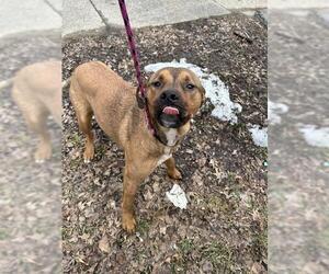 Black Mouth Cur-German Shepherd Dog Mix Dogs for adoption in Louisville, KY, USA