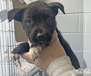 Lab-Pointer Dogs for adoption in Washington, DC, USA