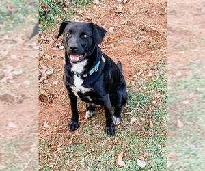 Labrador Retriever-Unknown Mix Dogs for adoption in Peachtree City, GA, USA