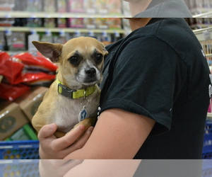 Chug Dogs for adoption in Sanford, FL, USA