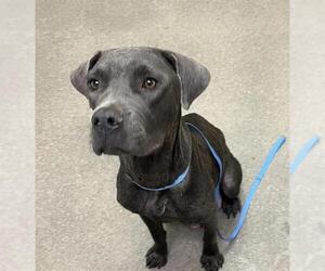 American Pit Bull Terrier Dogs for adoption in HESPERIA, CA, USA